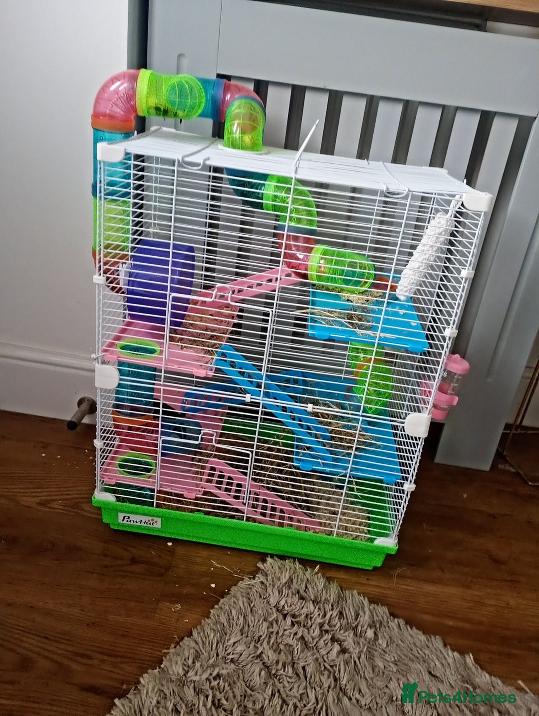 Hamster rodents for sale: Baby hamster with or without cage  - Image 1