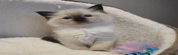 Ragdoll cats for sale: Gorgeous Pedigree chunky ragdolls - Advert 1