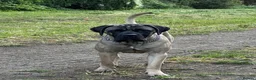 Cane Corso dogs for sale: 8 month old male Cane Corso - Advert 3