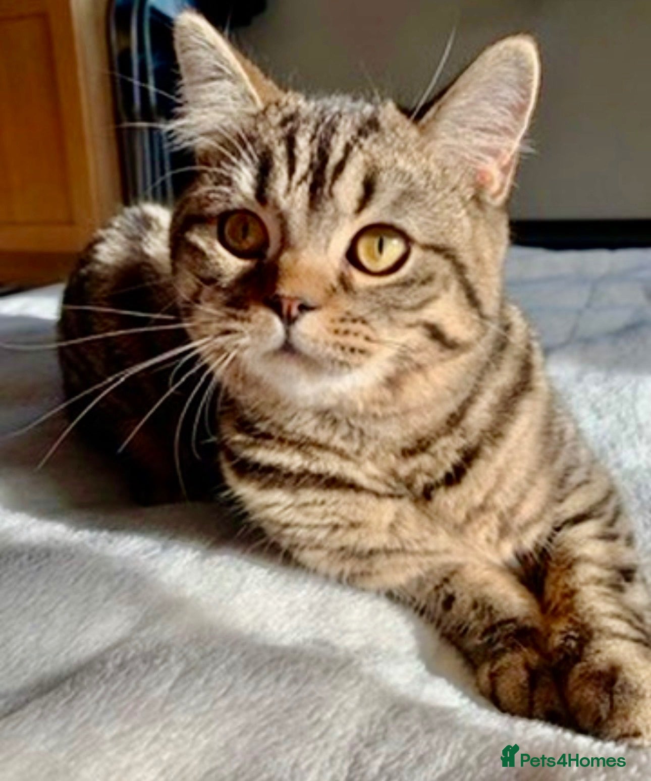 British Shorthair cats British shorthair chocolate girl - Advert 16
