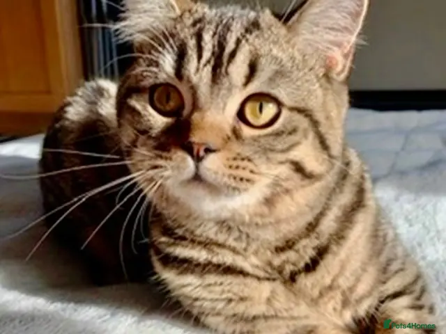 British Shorthair cats British shorthair chocolate girl - Advert 16