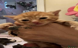 Mixed Breed cats for sale: ** ready to leave now 9 wks , 2 beautiful girls ** - Image 10