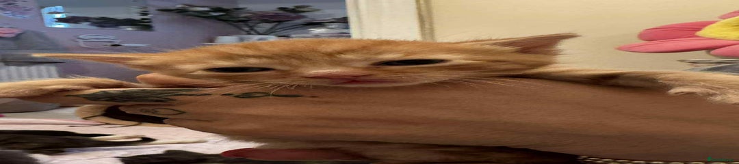 Mixed Breed Kitten 7