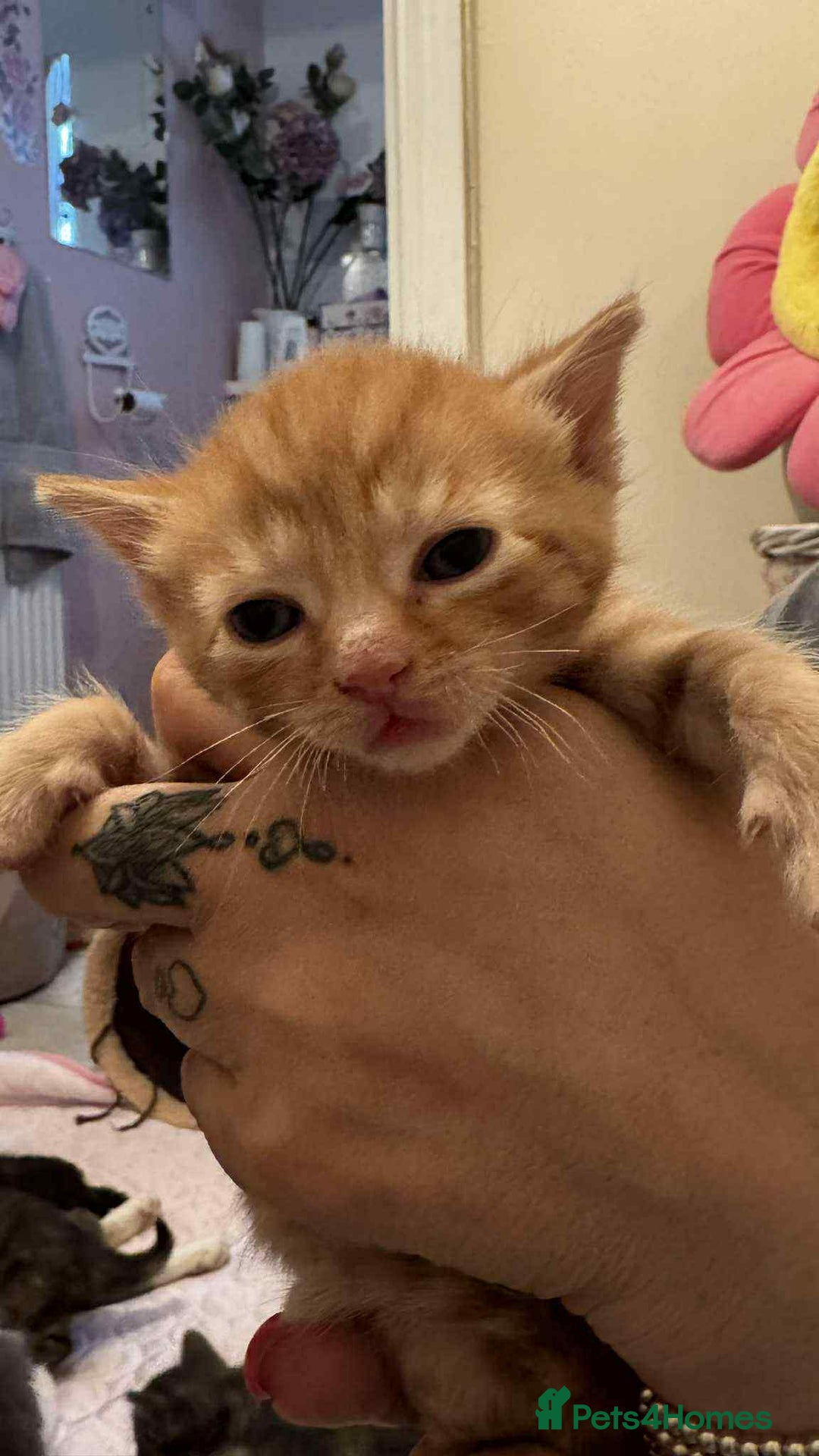 Mixed Breed cats for sale: ** ready to leave now 9 wks , 2 beautiful girls ** - Image 10