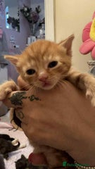 Mixed Breed Kitten 7