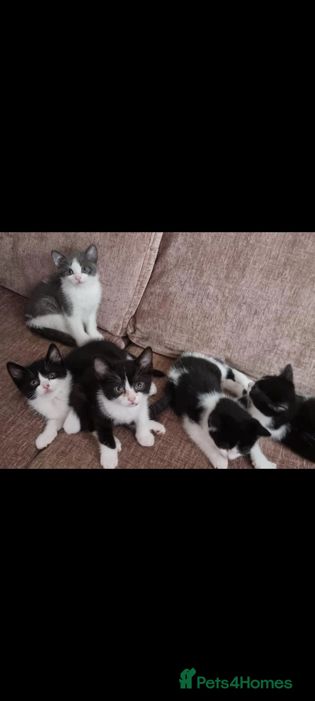 British Shorthair cats for sale: 1 british short-hair kitten left - Advert 6