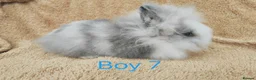 Lionhead rabbits for sale: Double mane lionhead rabbits - Advert 10