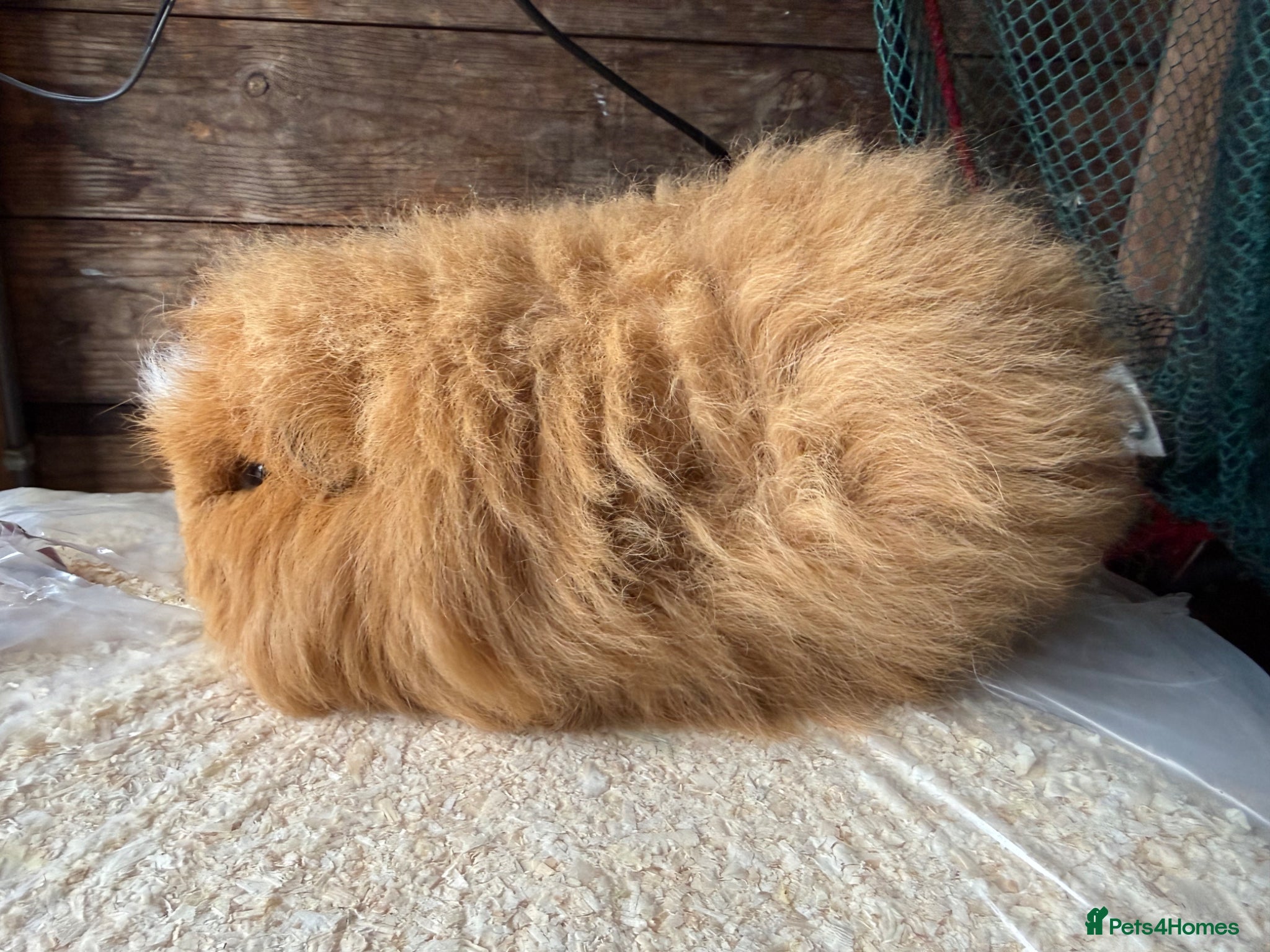 Guinea Pig rodents Guniea pigs  - Advert 2
