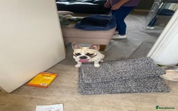French Bulldog dogs for sale: Rehoming one year old French bulldog - Image 5