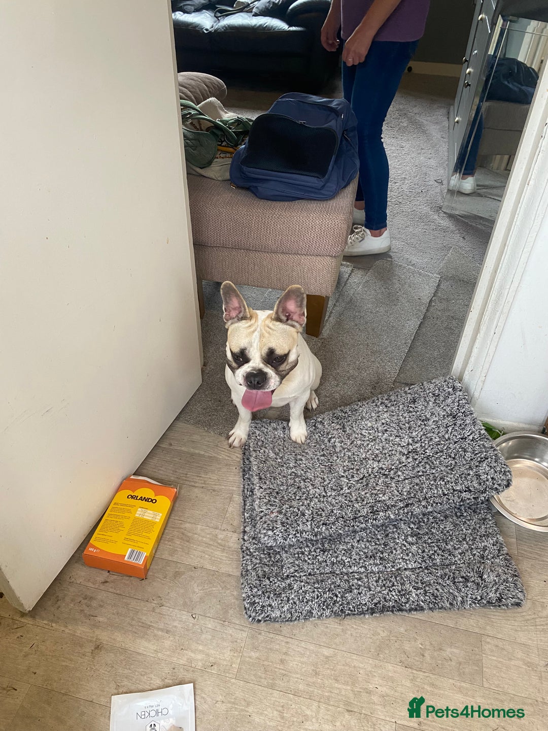 French Bulldog dogs for sale: Rehoming one year old French bulldog - Image 5