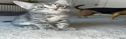 Mixed Breed cats for sale: 2x 8 weeks Beautiful kittens - Advert 4