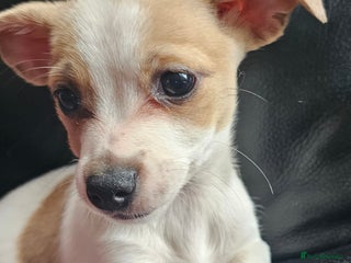 Pomchi dogs Chihuahua cross puppies - Advert 2