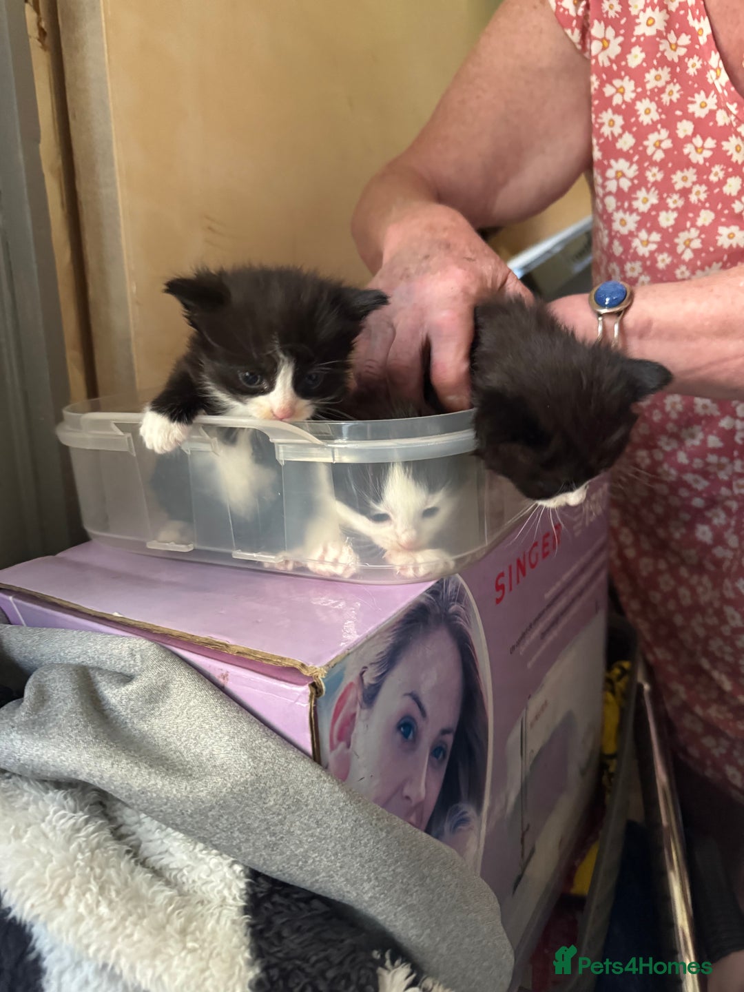 Mixed Breed cats for sale: Kittens ready for their new home now  - Image 1