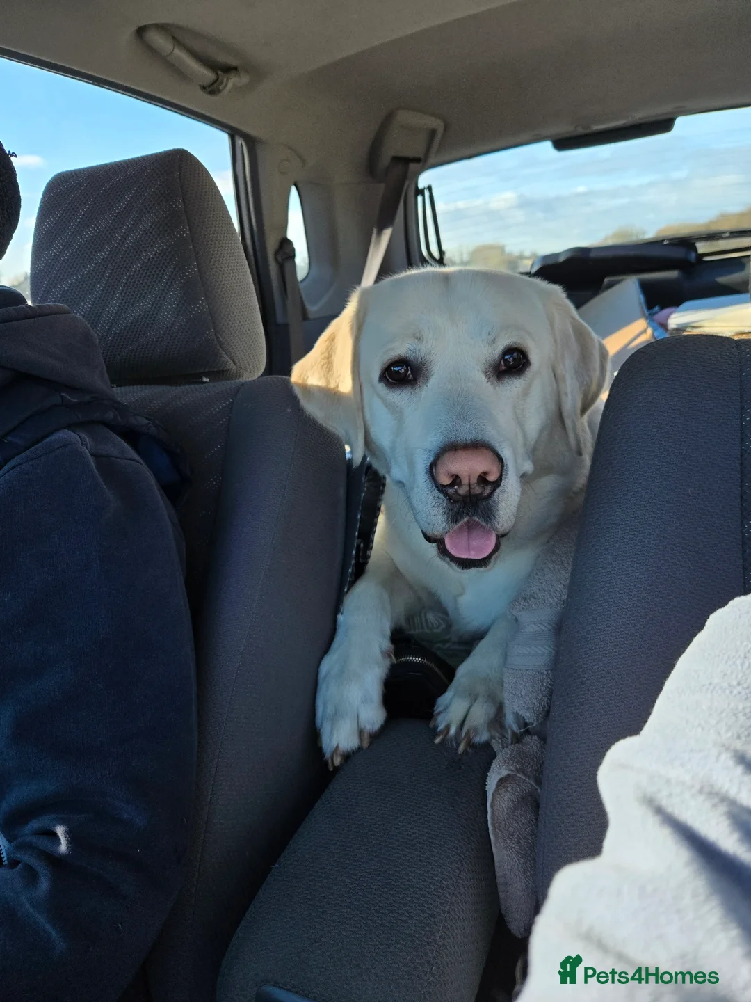 Goldador dogs for sale: Dog for rehome in Liverpool - Advert 2