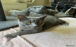 British Longhair cats for sale: British long hair Cat - Image 6