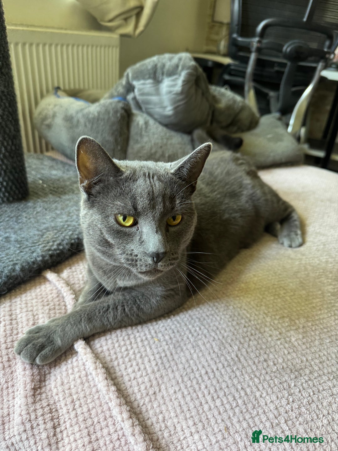 British Longhair cats for sale: British long hair Cat - Image 6