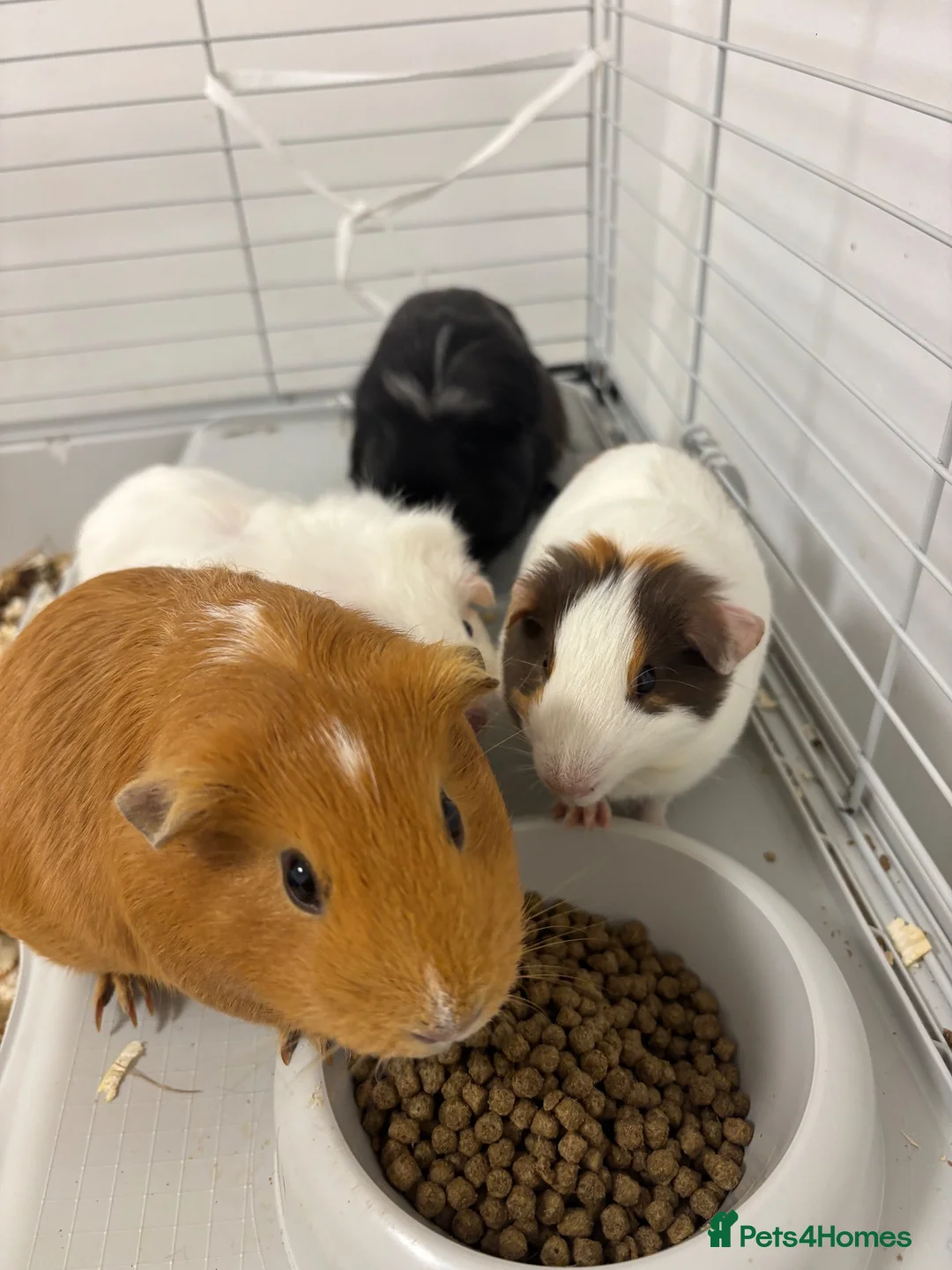 Guinea Pig rodents for sale: 4 x female guinea pigs and cage  in Whitchurch - Advert 1