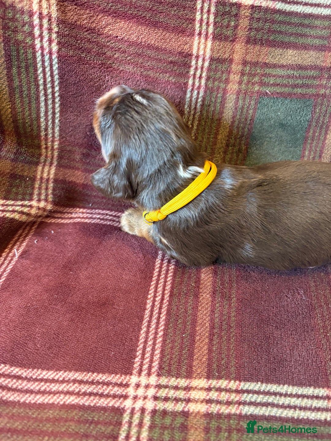 Mixed Breed dogs for sale: Beautiful Cocker X Puppies  - Advert 18