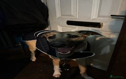 Greyhound dogs for sale: Greyhound boy - 11 months  - Image 6