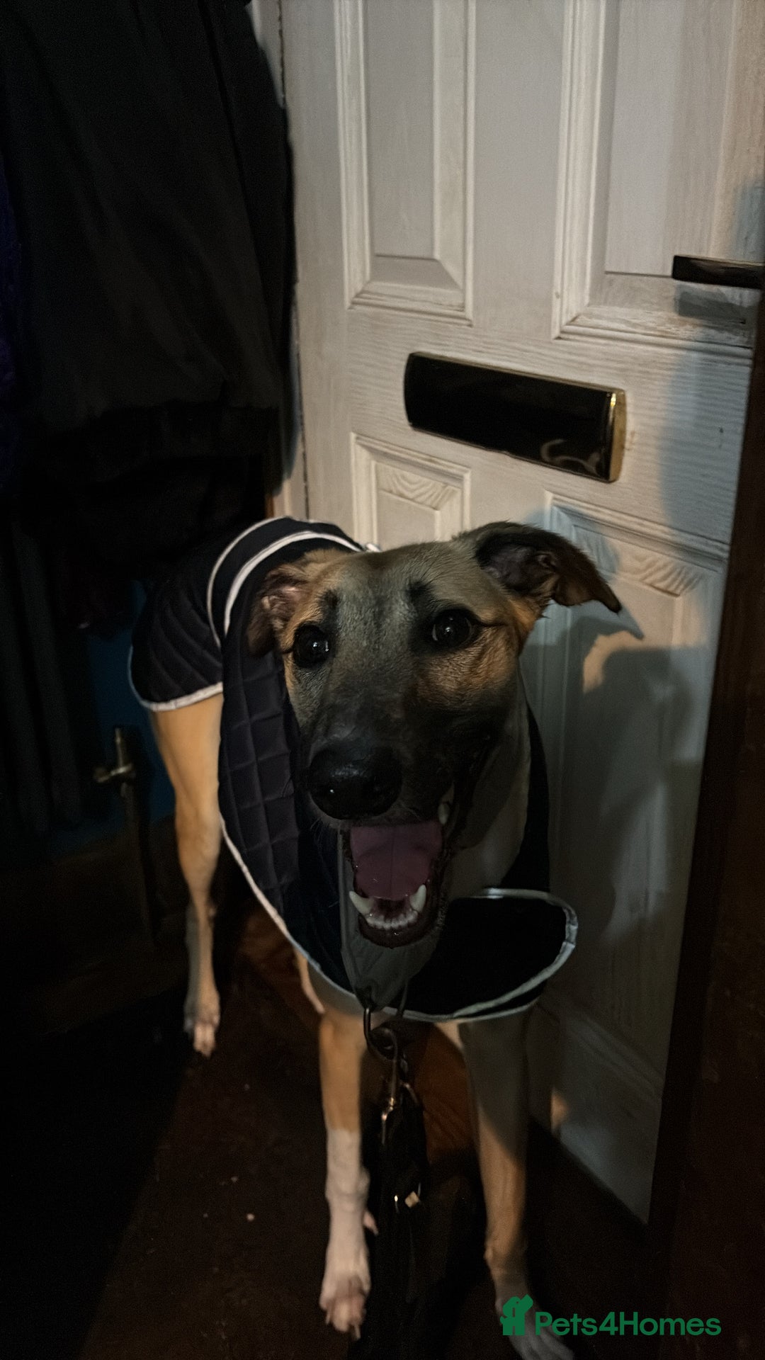 Greyhound dogs for sale: Greyhound boy - 11 months  - Image 6