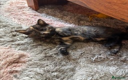 American Shorthair cats for sale: 4 kittens for sale - Image 10