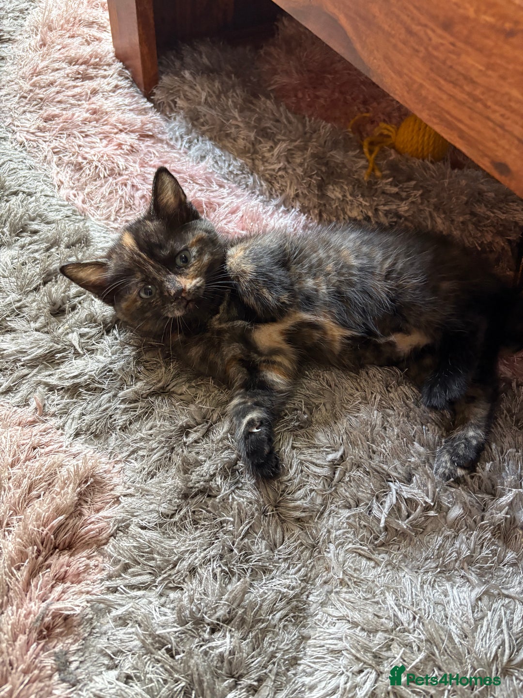 American Shorthair cats for sale: 4 kittens for sale - Image 10