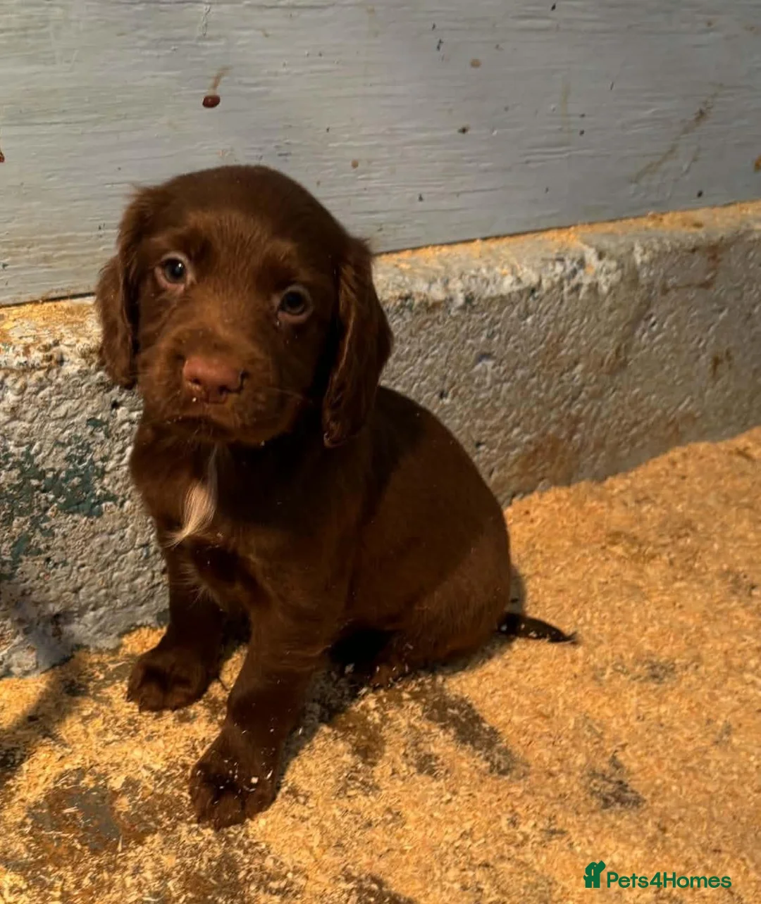 Cocker Spaniel dogs for sale: Beautiful Working Cocker Spanials - Advert 1