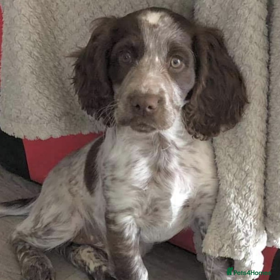 Cocker Spaniel dogs for stud: Champion Bred KC Cocker Spaniel & ALL Health Tests in Cranbrook - Image 20