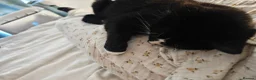 Mixed Breed cats for sale: Luna For Adoption  - Advert 2