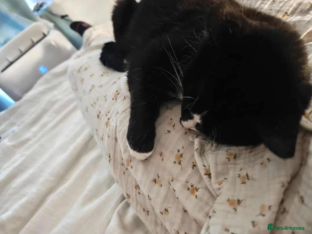 Mixed Breed cats for sale: Luna For Adoption  - Advert 2