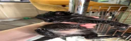 Mixed Breed cats for sale: 5 x kittens in Carnforth - Advert 5