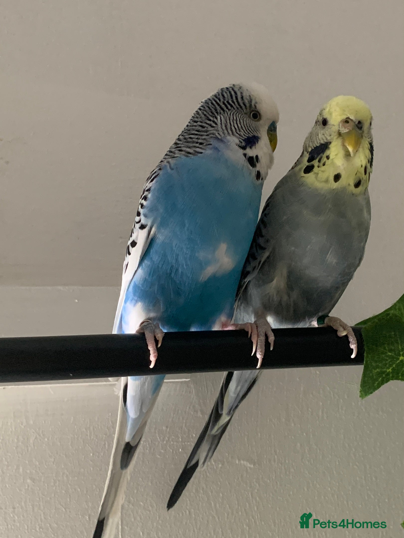 Budgerigars birds 2 budgies with medium sized cage.  - Advert 1