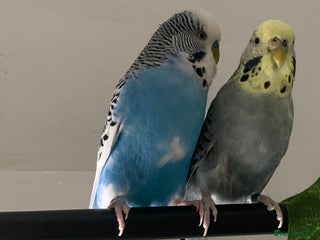 Budgerigars birds 2 budgies with medium sized cage. - Advert 16