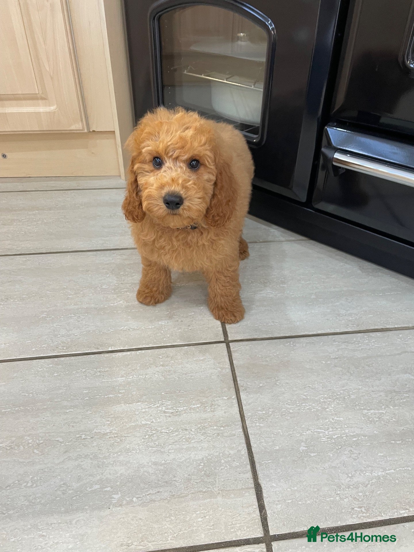 Cavapoochon dogs Adorable Cavapoochon puppies 💕 - Advert 1