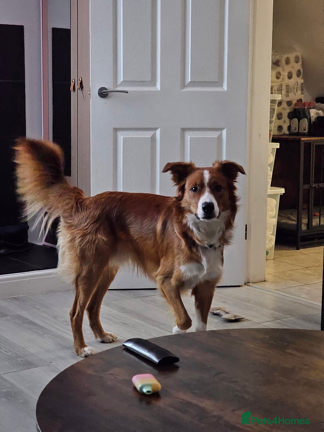 Border Collie dogs for sale: Loving Border Collie "Ollie" Needs a New Home - Advert 5