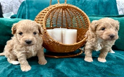 Maltipoo dogs for sale: F1 Beautiful Maltipool Puppies - Advert 5