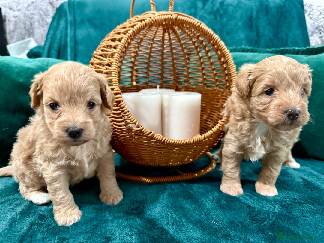 Maltipoo dogs for sale: F1 Beautiful Maltipool Puppies - Advert 5