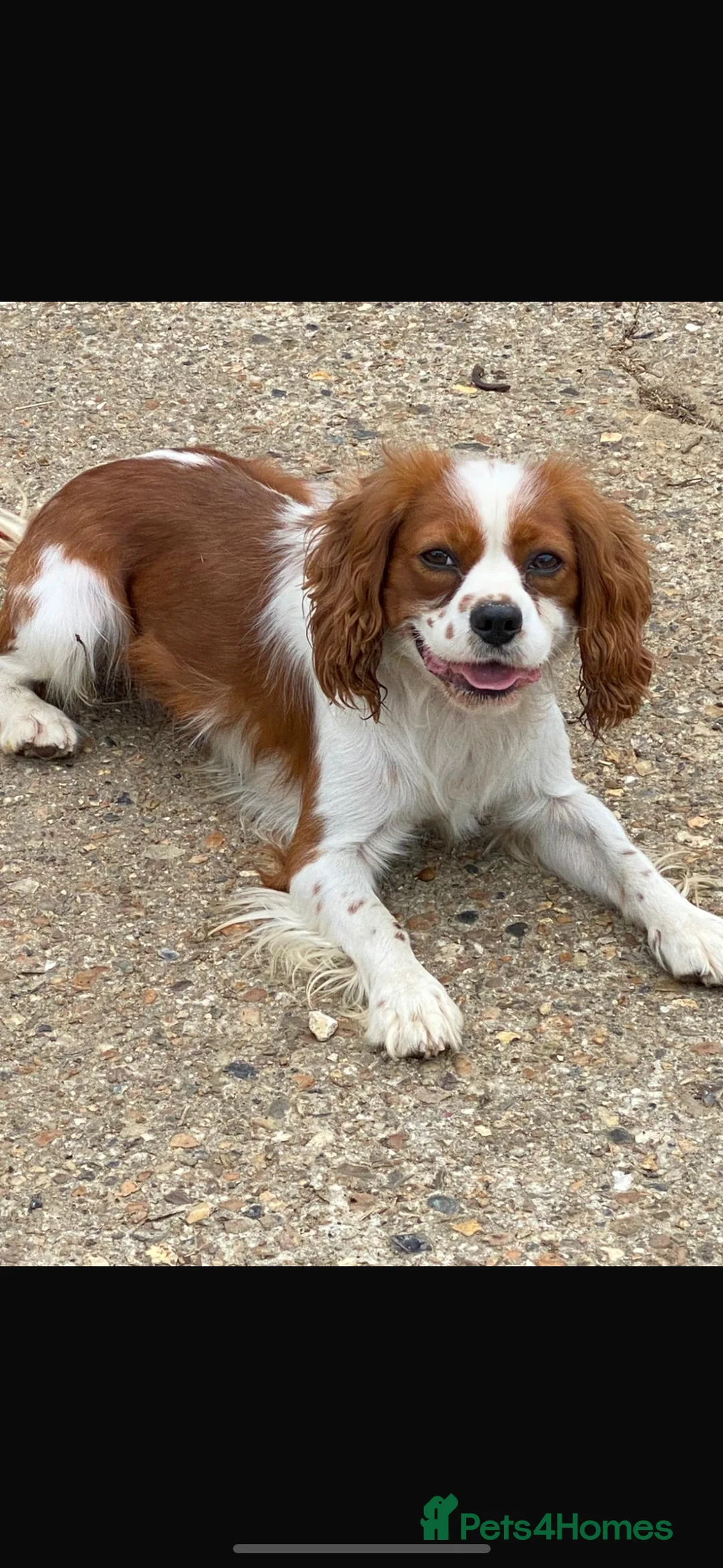 Cavachon dogs for sale: Stunning cavachon puppies - Advert 4