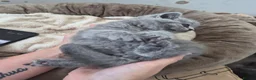British Shorthair cats for sale: Beautiful chunky brittish short hair kittens - Advert 2