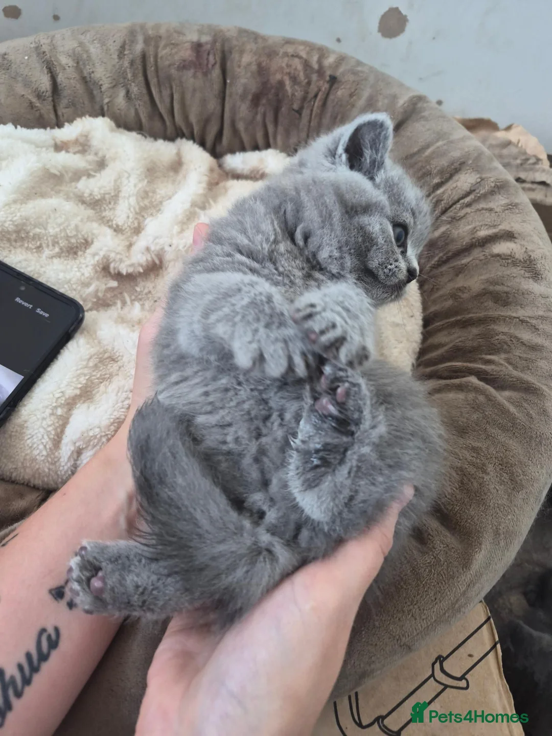 British Shorthair cats for sale: Beautiful chunky brittish short hair kittens - Advert 2