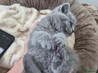 British Shorthair cats Beautiful chunky brittish short hair kittens - Advert 2