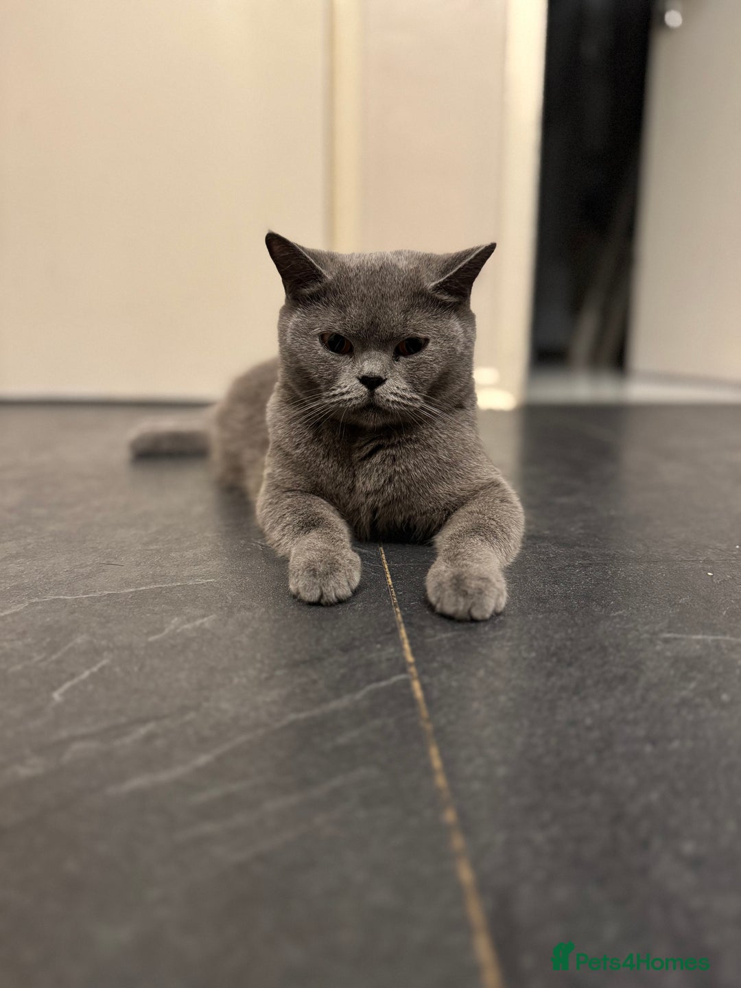 British Shorthair cats for sale: 3 Blue & 2 Lilac BSH Kittens - Advert 2