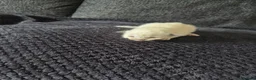 Ragdoll cats for sale: Ragdoll kittens - Advert 2