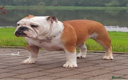 English Bulldog dogs for sale: Show quality english bulldog puppies  - Image 8