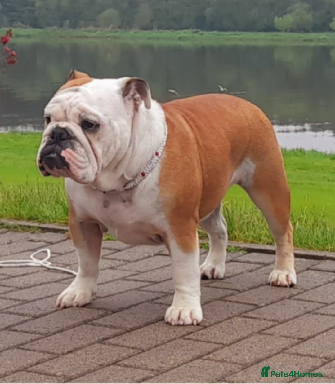 English Bulldog dogs for sale: Show quality english bulldog puppies  - Image 8