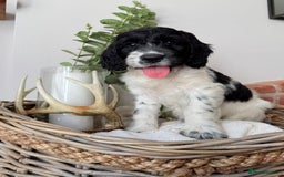 Cockapoo dogs for sale:  cockapoo puppies **READY GO GO** - Image 29