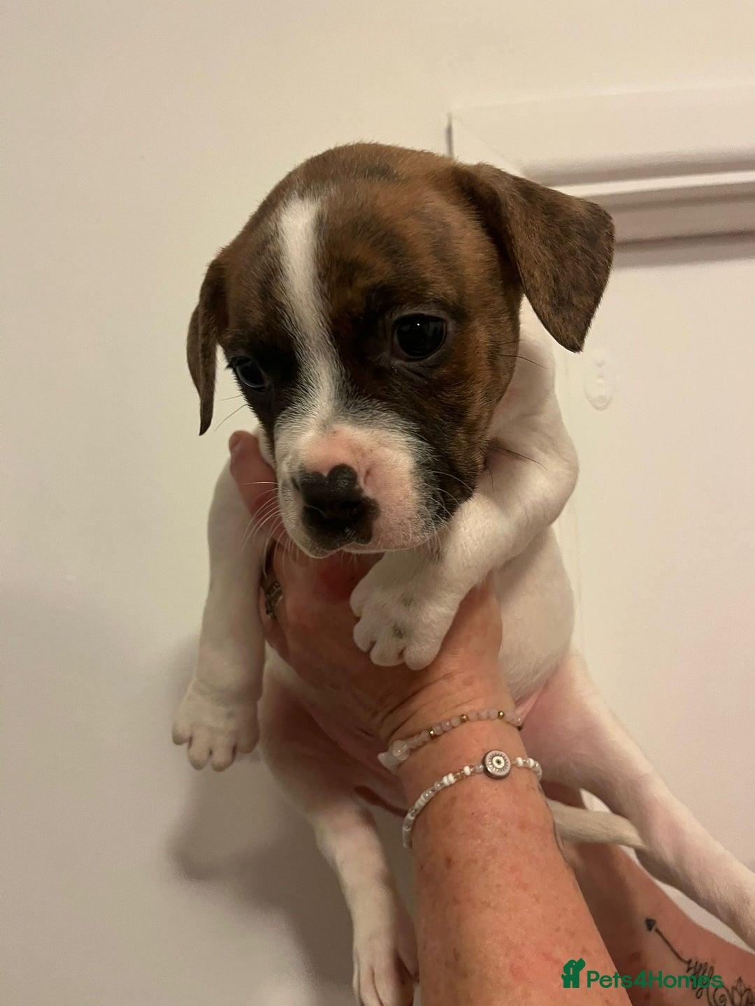 Mixed Breed dogs for sale: Puppies looking for their forever homes  - Advert 12