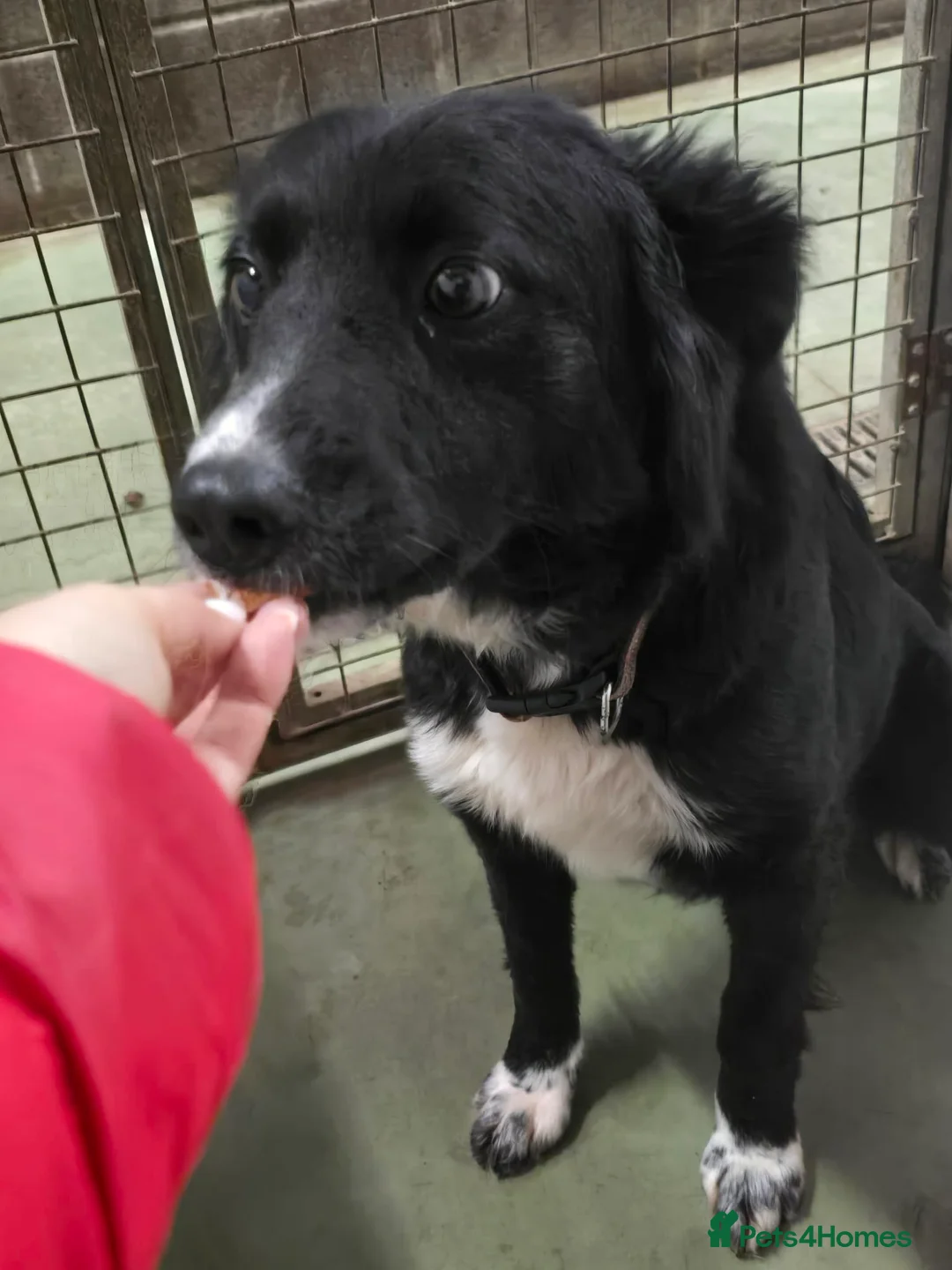 Mixed Breed dogs for adoption: DORA  - Advert 5