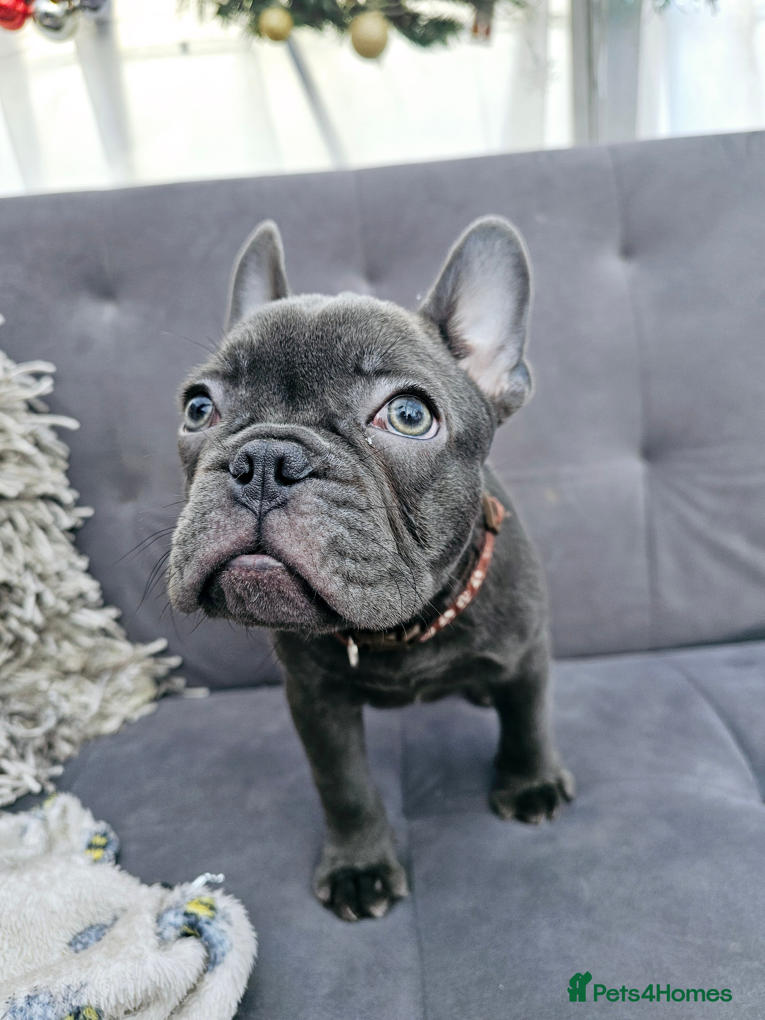 French Bulldog dogs French bulldog puppies  - Advert 4