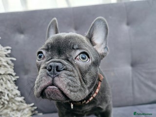 French Bulldog dogs French bulldog puppies - Advert 2